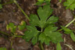 Creeping buttercup